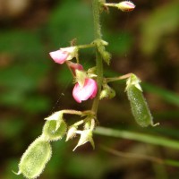 Pseudarthria viscida (L.) Wight & Arn.